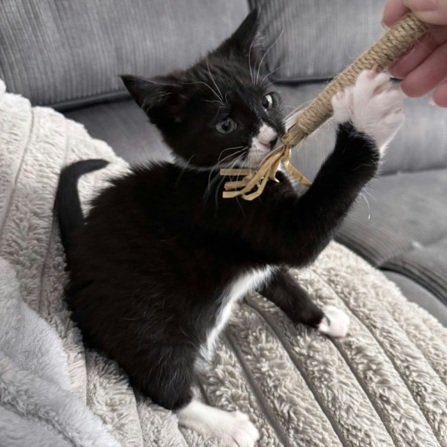 Photo of Noodle *9 Lives Project Rescue*