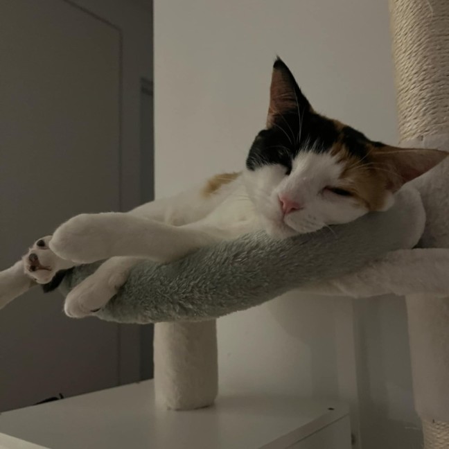 Photo of Catsa Bonita