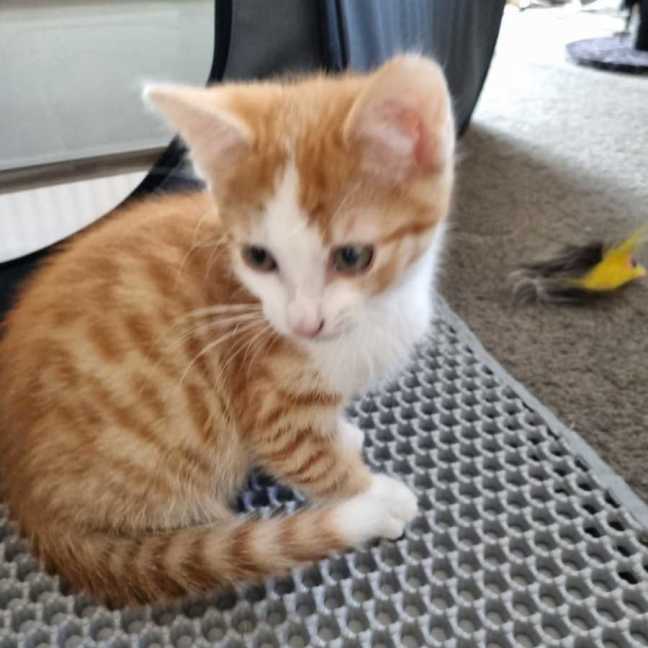 Photo of Carmelo 