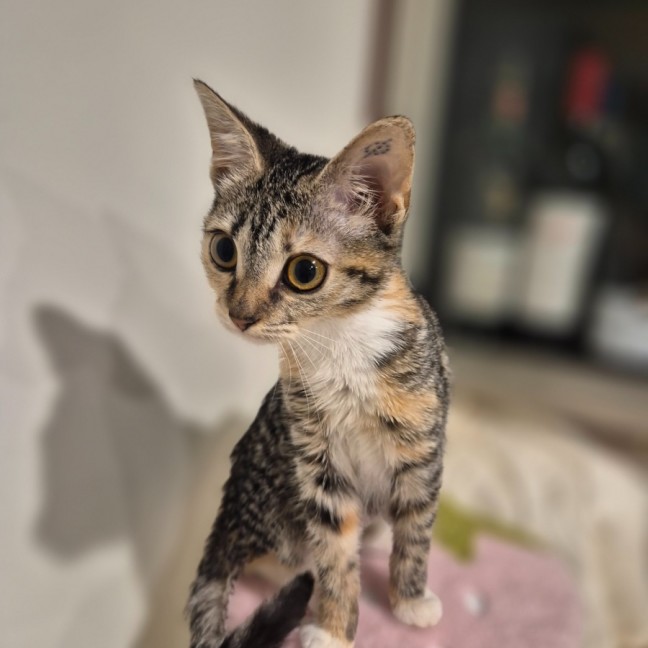 Photo of Kiki