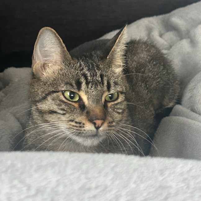 Photo of Juniper