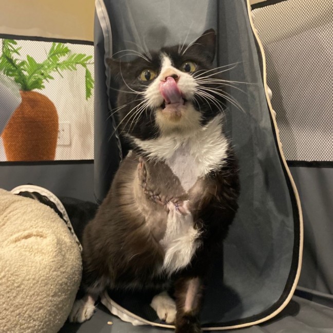 Photo of Pickles
