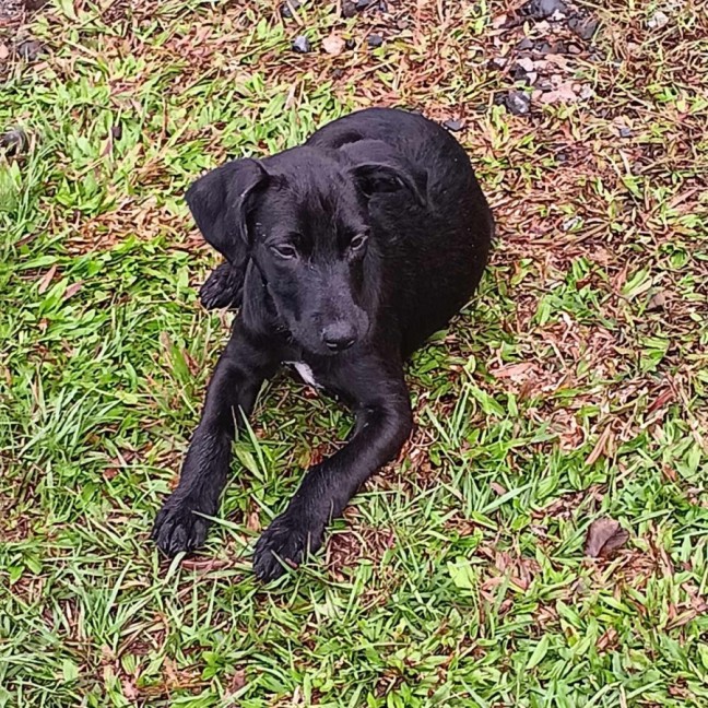Photo of Louie