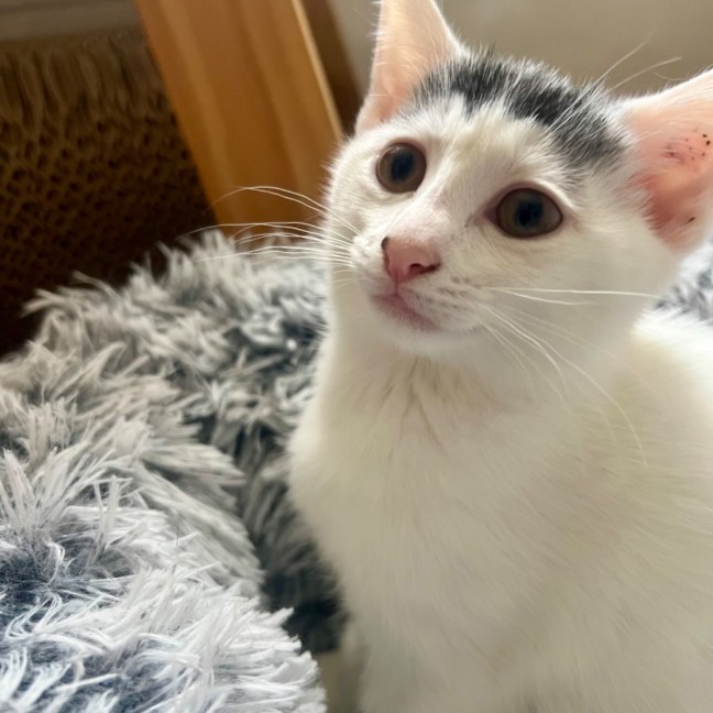 Photo of Indy 