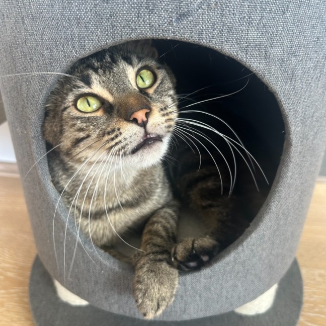 Photo of Juniper