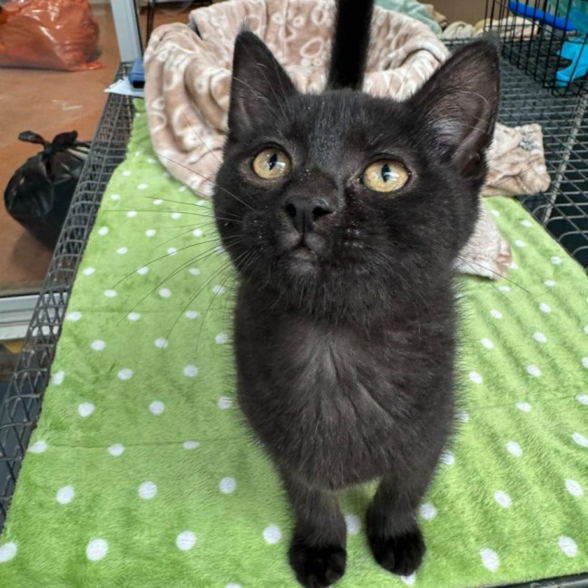 Photo of Jinx