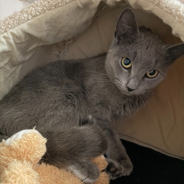 Photo of Bluebell