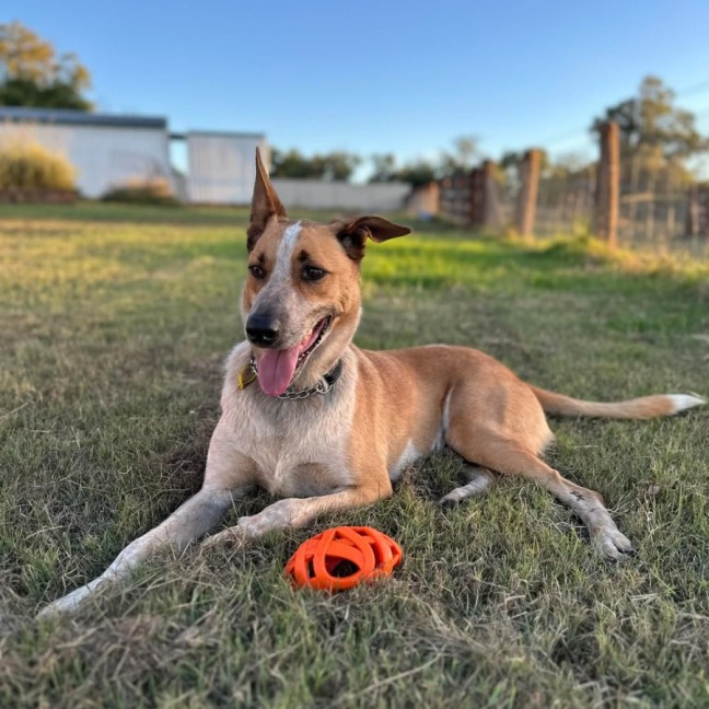 Photo of Razor