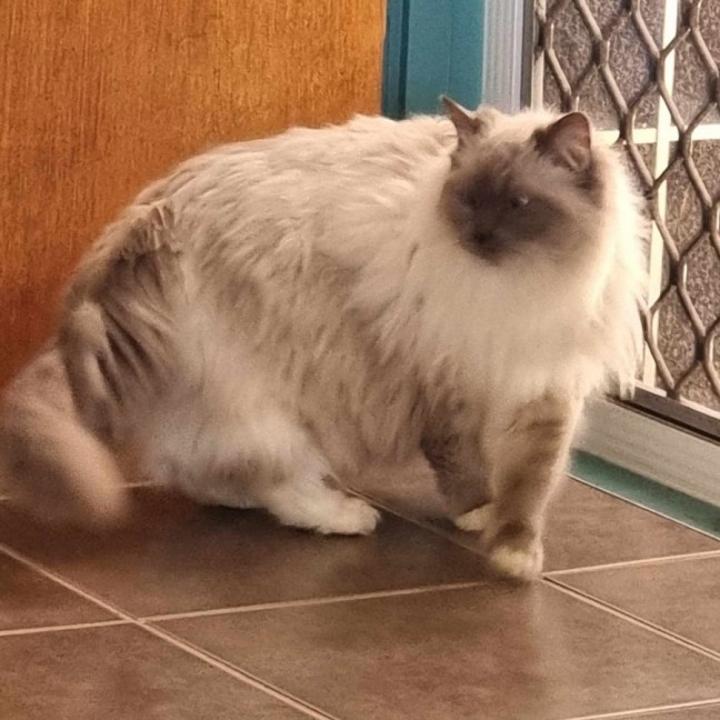 Photo of Molly🐱💕😻