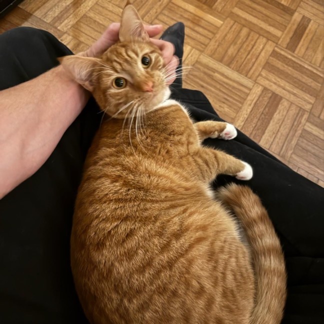 Photo of Ziwi 