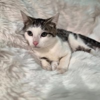 Photo of Kobi