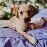 Photo of Goldie