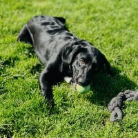 Photo of Raven