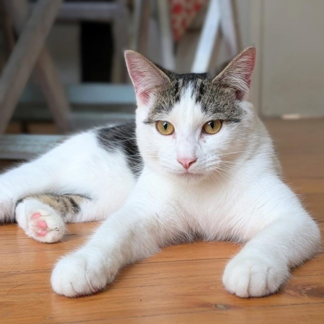 Photo of Tucker