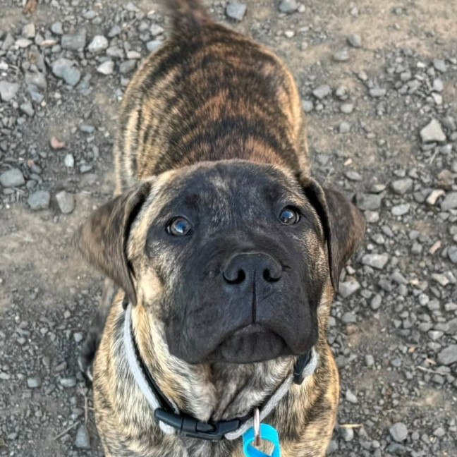 Photo of Banjo