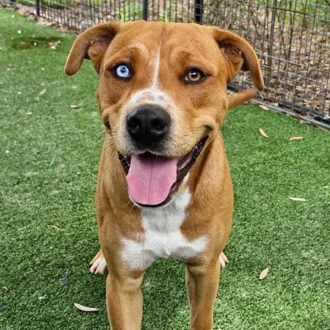 Photo of D1051 Starsky