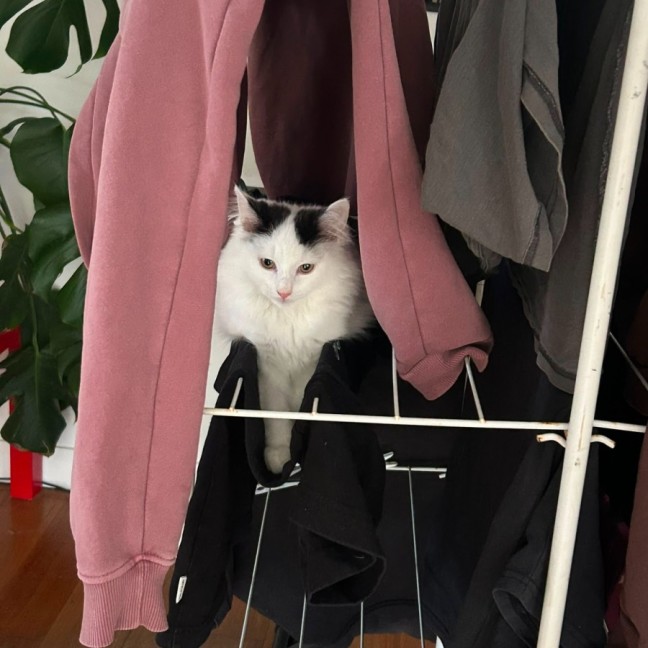 Photo of Scout