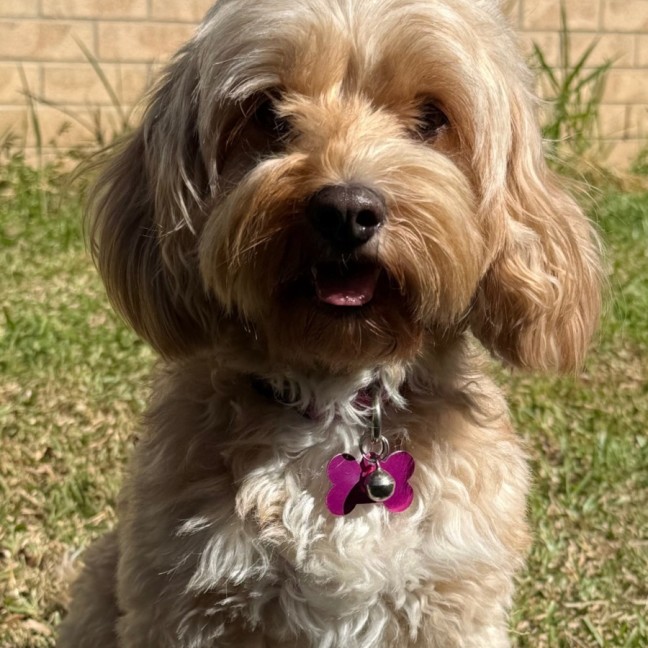 Photo of Ruby