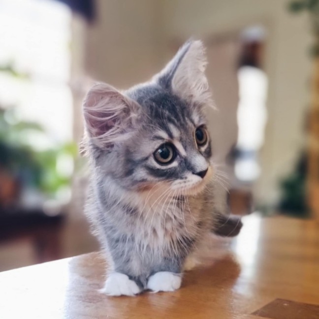 Photo of Mash   Located In Coburg