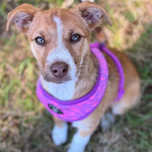 Photo of Soxy