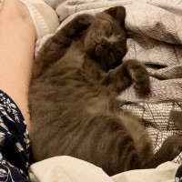 Photo of Pebbles