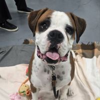 Photo of Boomer