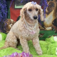 Photo of Dolly