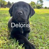 Photo of Deloris