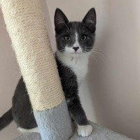 Photo of Bamm Bamm Flintstone