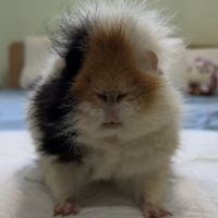 Photo of Bruce (Desexed)