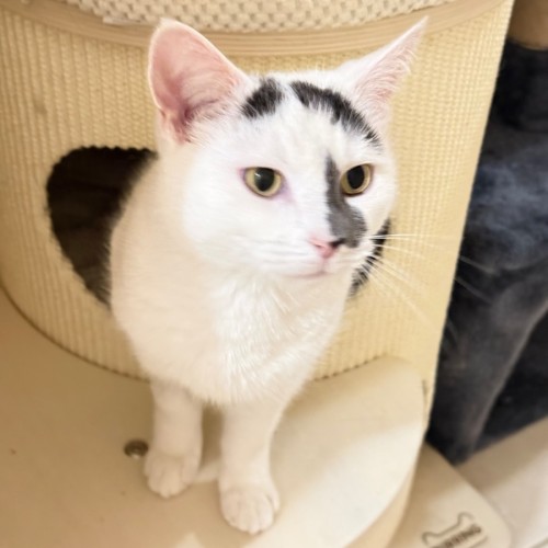 Daisy - Domestic Short Hair (DSH) Cat
