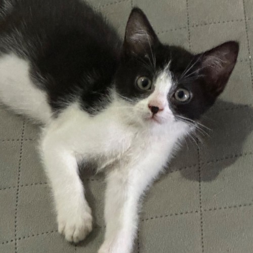 Sonny ☀️ - Domestic Short Hair (DSH) Cat