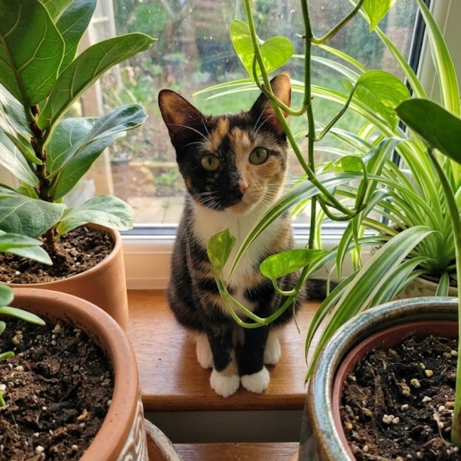 Photo of Hela