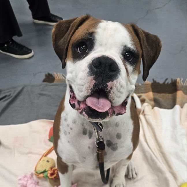Photo of Boomer