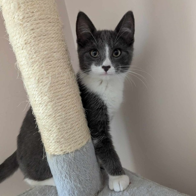 Photo of Bamm Bamm Flintstone