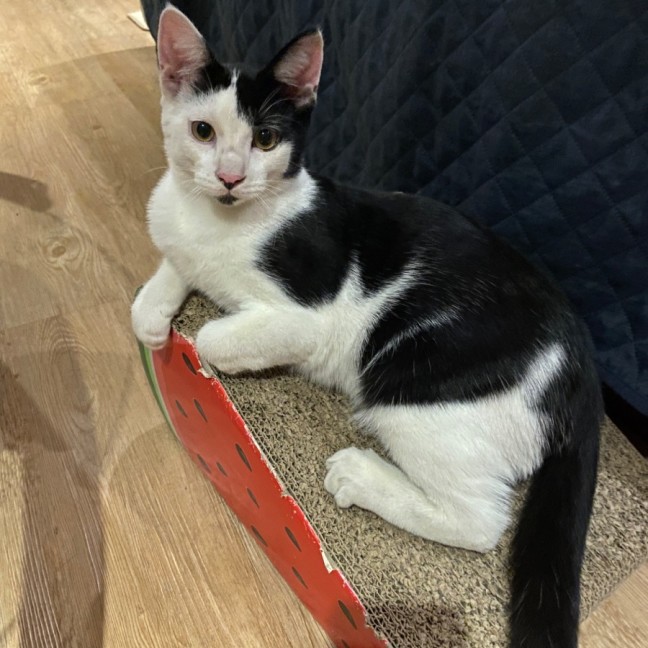 Photo of $250 Pirate 🐾