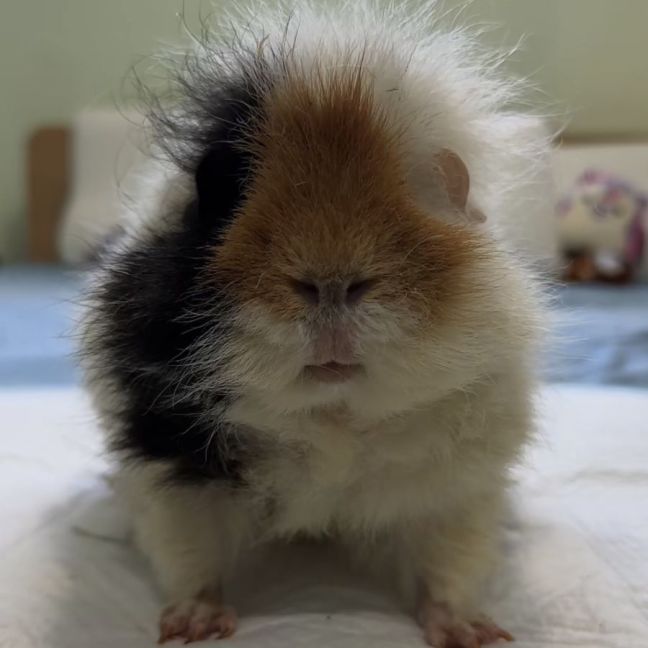 Photo of Bruce (Desexed)