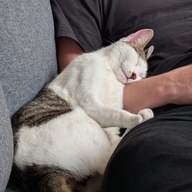 Photo of Chai And Mochi