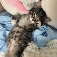 Photo of Vicomte De Valmont