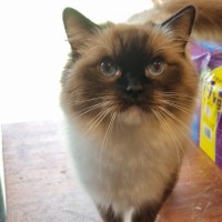 Photo of Piper