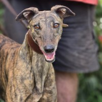 Photo of Runaway Deal