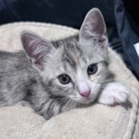 Photo of Mousey