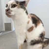 Photo of Tinkerbell