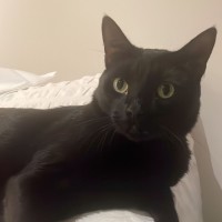 Photo of Panthy