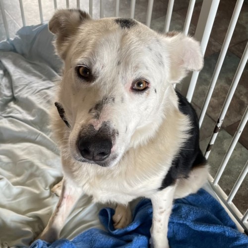 SherlockBones - Border Collie Dog