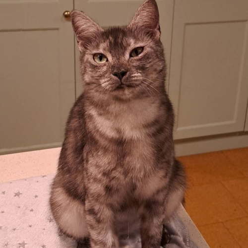 Truffles - Domestic Short Hair (DSH) Cat