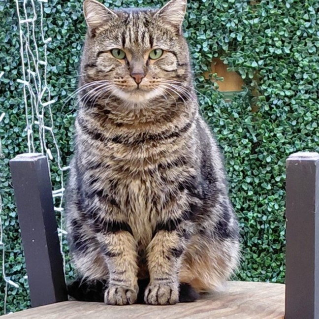 Photo of Apolo