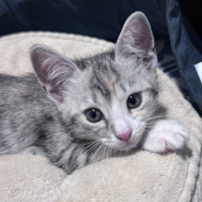 Photo of Mousey