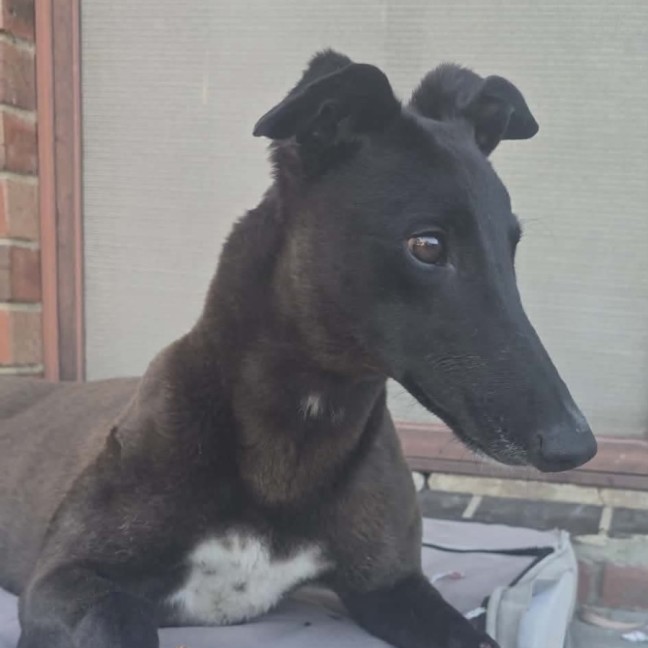 Photo of Scarlett, The Greyhound