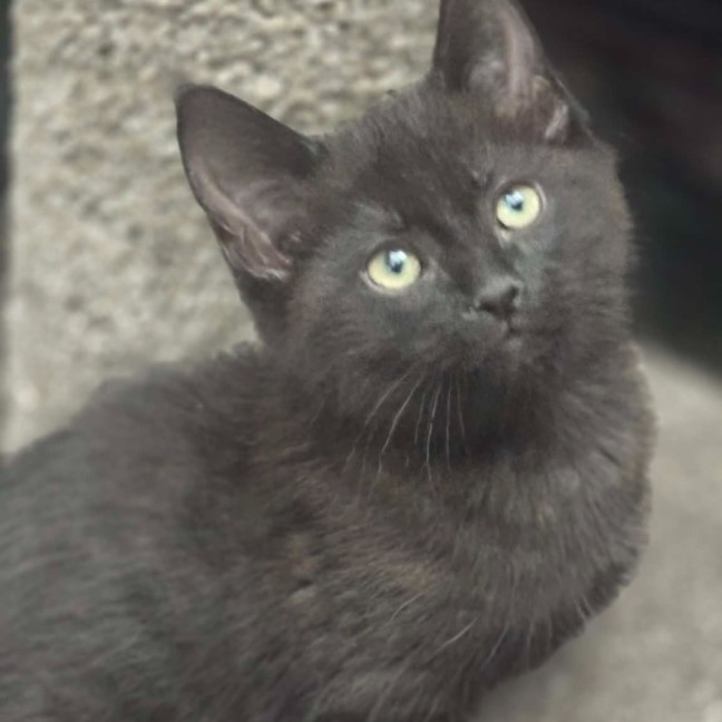 Photo of Trim